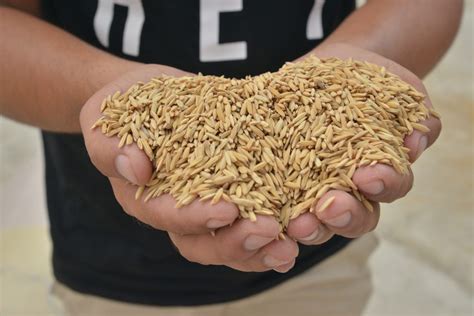 nsic rc 666h|New rice varieties approved for commercial release .